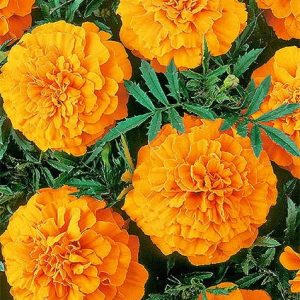 Aksamitka rozpierzchła niska pomarańczowa Tangerine 1g - WegAna