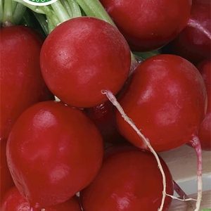 Rzodkiewka Faraon 10g - WegAna