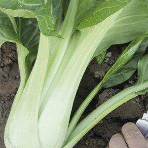 Kapusta Chińska Pak Choy Paket 2g - WegAna