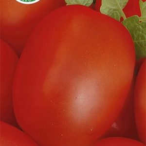 Pomidor Sonet F1 0,1g - WegAna
