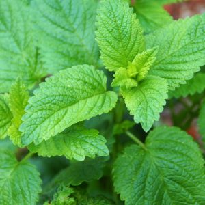 Melisa cytrynowa Limonella nasiona 0,5g - TORAF