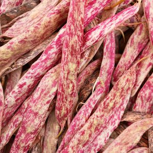 Fasola tyczna Borlotto Lamon nasiona 30g - VILMORIN