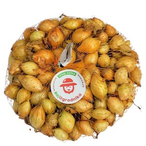 Cebula Dymka żółta Wolska do sadzenia 500g Wiosenna 15-20 mm III