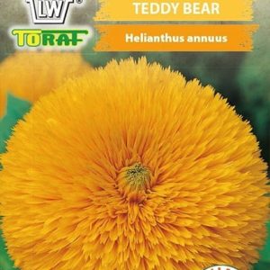 Słonecznik ozdobny karłowy pełny Teddy Bear 2g - TORAF