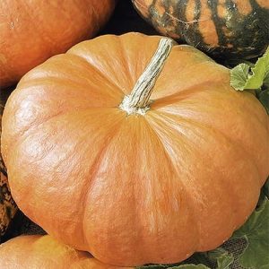 Dynia olbrzymia Rouge vif d'Etampes 3g - WegAna