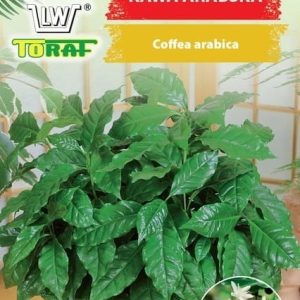 Kawa Arabska 6 szt. - TORAF