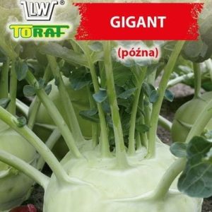 Kalarepa Gigant nasiona 2g - TORAF