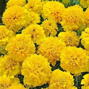 Aksamitka Rozpierzchła żółta niska Lemon Drop 1g - WegAna