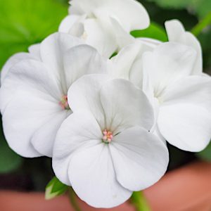 Pelargonia rabatowa biała nasiona 10szt. - TORSEED