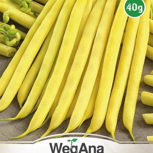 Fasola Szparagowa Maxidor Bezwłóknista karłowa 40g - WegAna