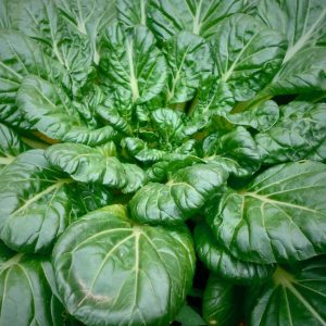 Szpinak Olbrzym Zimowy Gigante de Invierno nasiona 20g - VILMORIN