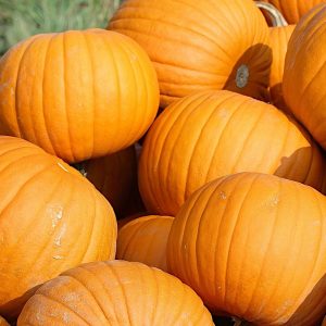 Dynia olbrzymia Bambino nasiona 500g - PlantiCo