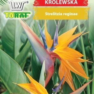 Strelicja królewska nasiona 5 szt. - TORAF