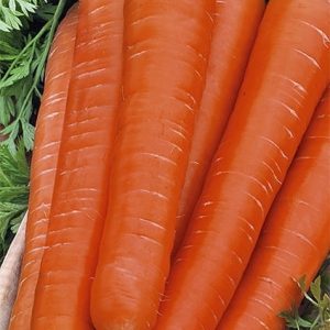 Marchew średnio wczesna Karotela 5g - WegAna