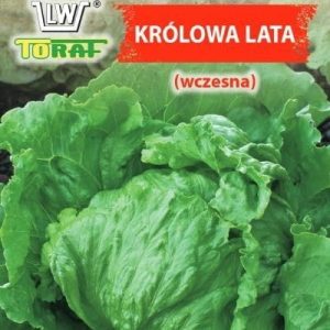 Sałata Królowa Lata Krucha Lodowa 1g - TORAF