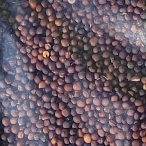 Rzepa Pastewna na poplon C/1 nasiona 100g - FN Granum