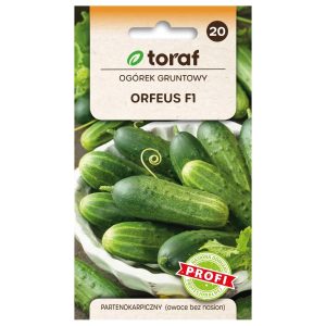 Ogórek gruntowy Orfeus F1 nasiona 2g - TORAF