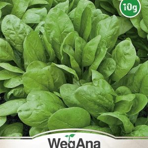 Szpinak Asta F1 10g nasiona - WegAna