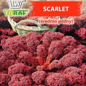 Jarmuż Scarlet 1g - TORAF