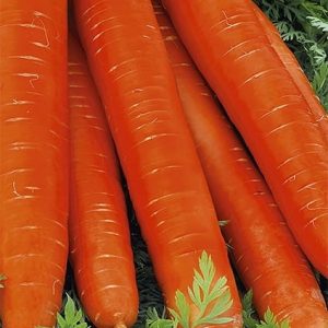 Marchew późna Berlikumer 2 5g - WegAna