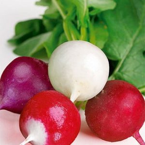 Rzodkiewka mieszanka odmian 10g - WegAna