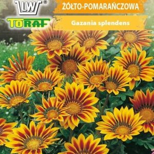 Gazania nasiona 0,5g - TORAF