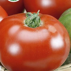 Pomidor Hardy F1 0,1g - WegAna