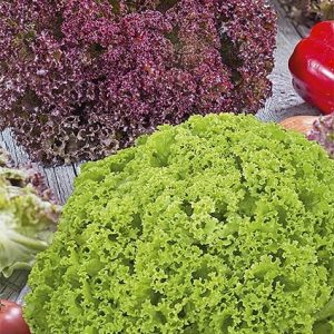 Sałata masłowa fryzowana mieszanka odmian 1g - WegAna