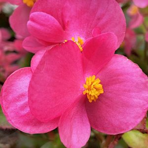 Begonia stale kwitnąca jasnoamarantowa nasiona 0,01g - TORSEED