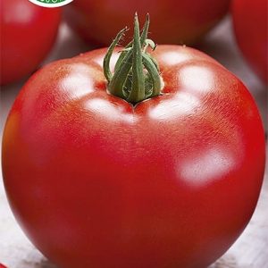 Pomidor Dafne F1 0,1g - WegAna