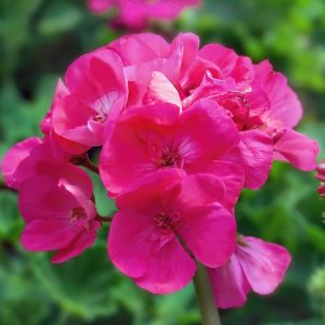 Pelargonia rabatowa Gama F1 różowa nasiona 0,05g - W. Legutko