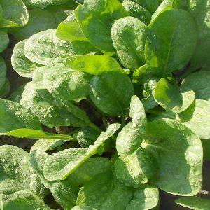 Szpinak Matador nasiona 100g - TORSEED