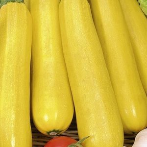 Cukinia (Dynia) Goldena 3g - WegAna