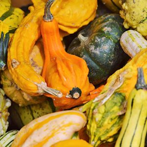 Dynia ozdobna Indy nasiona 1g - VILMORIN