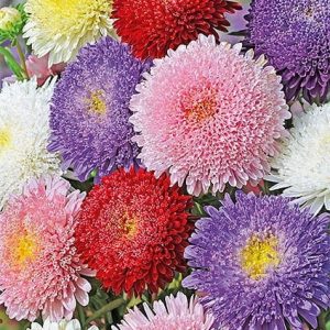 Aster książęcy mieszanaka 1g - WegAna