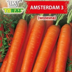 Marchew Amsterdam 3 nasiona 5g - TORAF