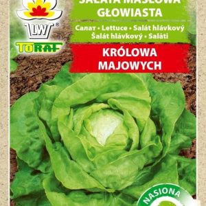 Sałata Królowa Majowych nasiona na taśmie 6m - TORAF