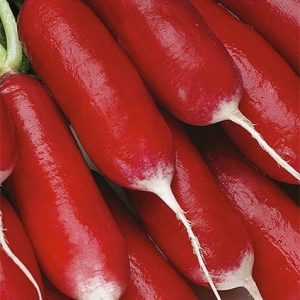 Rzodkiewka Opolanka 10g - WegAna