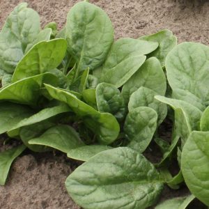 Szpinak Olbrzym Zimowy nasiona 10g - TORAF