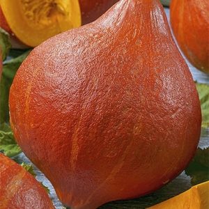 Dynia olbrzymia Uchiki Kuri 3g - WegAna