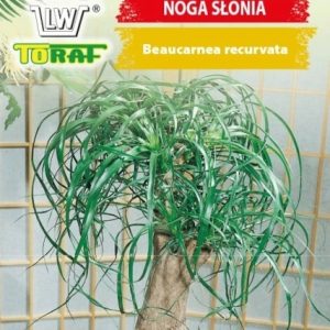 Beukarnea wygięta noga słonia nasiona 5 szt. - TORAF