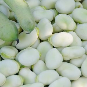 Bób Windsor Biały nasiona 50g - PlantiCo