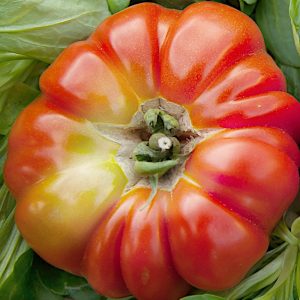 Pomidor gruntowy wysoki Delizia F1 nasiona 0,1g - VILMORIN