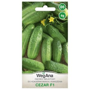 Ogórek gruntowy Cezar F1 nasiona 4g - WegAna
