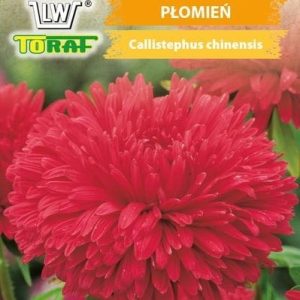 Aster wysoki chryzantemowy Płomień czerwony nasiona 1g - TORAF
