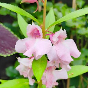 Niecierpek balsamina Irma nasiona 2g - POLAN