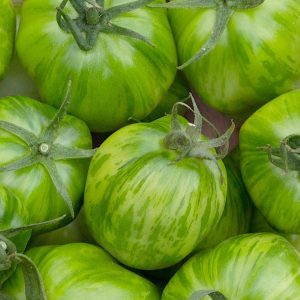Pomidor gruntowy wysoki Green Zebra nasiona 0,2g - VILMORIN