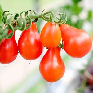 Pomidor gruntowy wysoki Red Pear nasiona 0,2g - PlantiCo