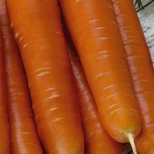 Marchew jadalna typ Nantess Korina 5g - WegAna