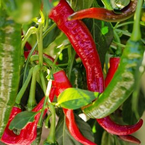 Papryka De Cayenne 0,3g - POLAN